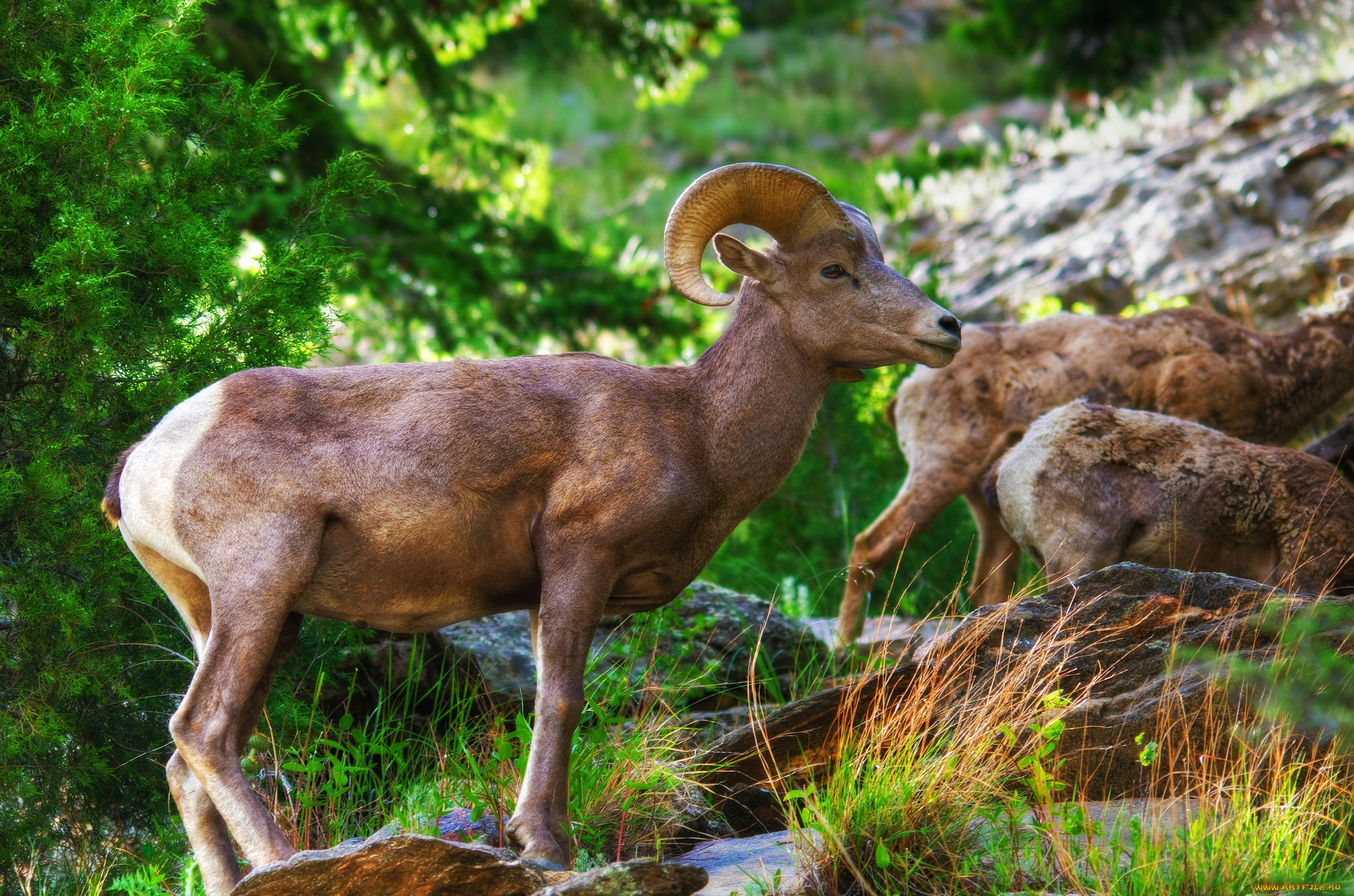 big horn sheep, , , , 